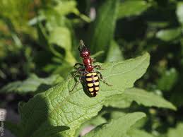 Image result for Sigesbeckia