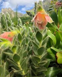 Image result for Abutilon sonneratianum