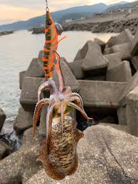とっつーの週末野尻湖、たまーに海釣り