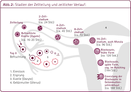 Zyklustag wird der eisprung durch einen abfall des östrogenspiegels und einen anstieg des follikelstimulierendes hormons fsh und des luteotropes hormons lh ausgelöst. Befruchtung Der Eizelle