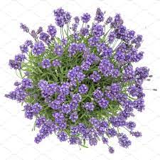 Lavender Flowers Bouquet White Back Trees Top View Photoshop Flowers Lavender Flowers