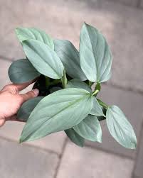 Philodendron Hastatum Pflanzen Blumen Pflanzen Zimmerpflanzen Pflanzen