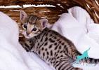 Savannah Kittens For Sale by Reputable Breeders | Pets4You