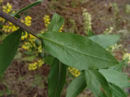 Image result for Monosis conferta