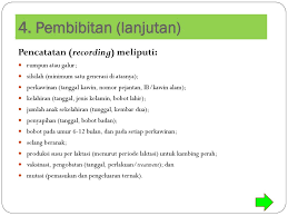 Pembibitan Ternak Kambing Ppt Download