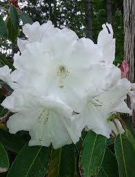 R Loderi King George Photo By Jan R Fuller Beautiful Flowers Azaleas Garden Inspiration