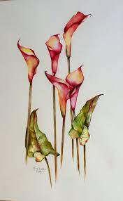 Pin By Elizabeth Little On Watercolour Watercolor Flowers Lily Painting Flower Painting