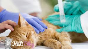 Kedi Asi Takvimi Guncel 2020 Asi Fiyatlari