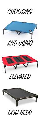 Choosing A Raised Dog Bed A Review Of The Best Elevated