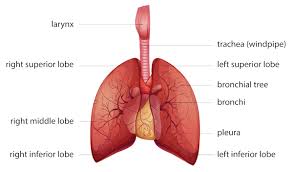 Pin On Anatomy Medicine Com