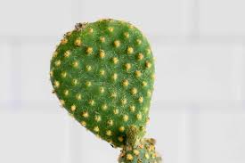 The prickly pear is opuntia: Prickly Pear Plant Care Growing Guide