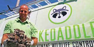 Their intelligence helps them survive in all kinds of environments, but it can also get them into trouble. Skedaddle Franchise 2021 Cost Fees Facts Franchiseopportunities Com