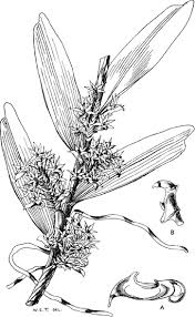 Image result for Calyptrochilum