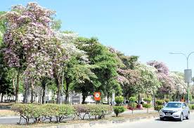 12 day alor star weather forecast. Alor Setar Locals Taken By Tecoma Blooms The Star
