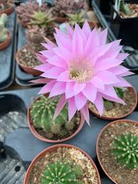 Another one of my cacti that bloomed towards the end of november. Petal Place On Twitter Enjoying The Echinobivia Rainbow Bursts Bloom This Morning Petalplace Cacti Cactusbloom Echinobivia