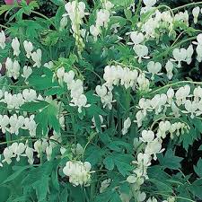 Image result for Dicentra spectabilis alba