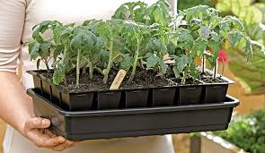 Enjoy fresh herbs, vegetables and flowers grown in your own indoor garden all year round. Guide To Growing Vegetables And Flowers From Seed Plant Talk Nurserylive Wikipedia