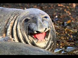 See more ideas about animals, cute animals, animals beautiful. Funny Animals Smiling Youtube