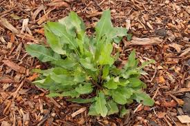 This article describes plants that are suitable for oklahoma due to their heat and drought tolerance popular choice for companion planting in vegetable gardens. What S A Dock Plant And Is It Edible