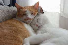 Many dogs enjoy eating all kinds of poop, much to our disgust. 20 Adorable Pictures Of Kittens Hugging Each Other