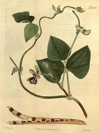 Image result for Vigna unguiculata