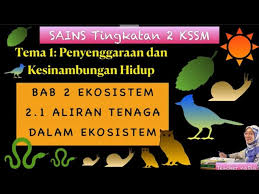 Pengeluar (tumbuhan) akan menggunakan cahaya matahari unuk melakukan proses fotosintesis bagi menghasilkan karbohidrat, protein bagi membantu proses pembesaran dan pembiakan. Sains T2b2 2 1 Aliran Tenaga Dalam Ekosistem Youtube
