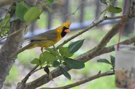 Maybe you would like to learn more about one of these? Rare Yellow Cardinal Spotted After Girls Set Out Homemade Feeder Birdwatching