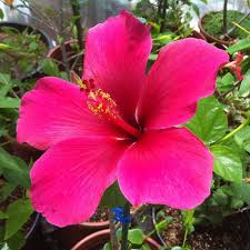 Image result for Hibiscus