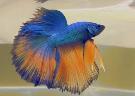 Betta Fish Is One Of The Most Popular Fish To Keep In Aquarium For Long Flowing Fin And Gorgeous Color Of The Male Its Scien Betta Fish Betta Betta Fish Types