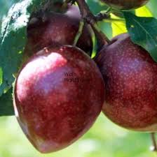 PLUM DORIS RED [PLUDORRED]