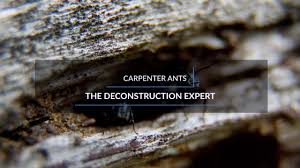 Development time can change depending on temperature, but on average eggs hatch in about 28 days with ants reaching adulthood in about 74 days. Catseye Pest Control Home Facebook
