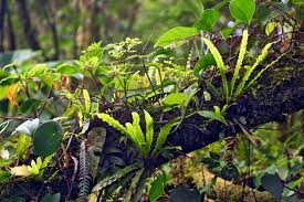 Detail Of Epiphyte Covered Branch On Sendero Chomogo Monteverde Cloud Forest Reserve Costa Rica Epiphyte Bromeliads Jungle Flowers