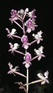 Image result for Cynorkis symoensii