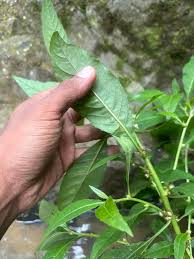 Image result for Struchium sparganophorum