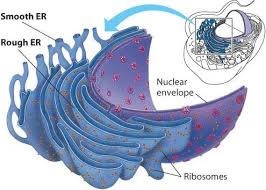 Rer continues towards the periphery of the cell to form the ser. Animal Cell Plant Cell Structure Eukaryotic Cell