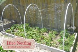 Bird Netting For Garden Uk Sitemap With Images Garden Pests Berry Garden Garden Netting