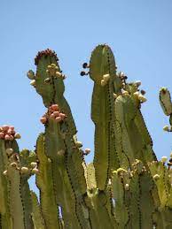 Department of agriculture plant hardiness zones. Euphorbia Ammak African Candelabra World Of Succulents