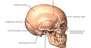 Mnemonics For Anatomy Bones Anatomy Bones Human Anatomy And Physiology Anatomy
