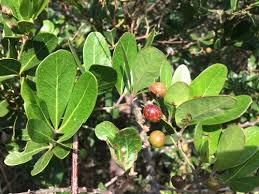 Image result for Rhoicissus digitata