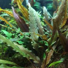 Криптокорина апоногетонолистная (устериана) — cryptocoryne aponogetifolia (usteriana). Cryptocoryne Undulata Red Gewellter Wasserkelch Rot Invitro