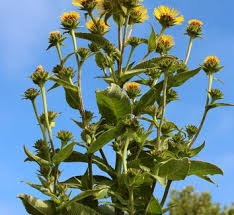 Image result for Inula