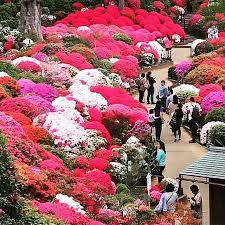 Azalea Full In Bloom Azalea Flowerstagram Flowerfestival Explorejapan Japantravel Tokyo Spring Azaleas Flower Festival Bloom