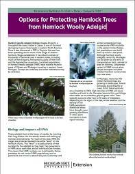 Options For Protecting Hemlock Trees From Hemlock Woolly Adelgid E3349 Msu Extension
