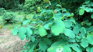 Image result for Urochloa semiundulata