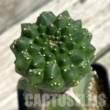 Image result for Euphorbia epicyparissias