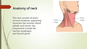 Image result for Neck Exam