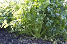 Image result for Apium graveolens