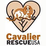 This rescue hasn't posted any pets that match these criteria. Hale Pet Door Participating Cavalier King Charles Spaniel Rescue Organizations
