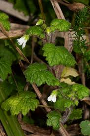 Image result for Ardisiandra wettsteinii