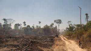 Verschiedene bilder des brennenden regenwalds gingen seit beginn der woche viral und werden aktuell unter verschiedenen. Studie Zeigt Wie Fur Eu Importe Der Regenwald In Brasilien Abgeholzt Wird Mdr De